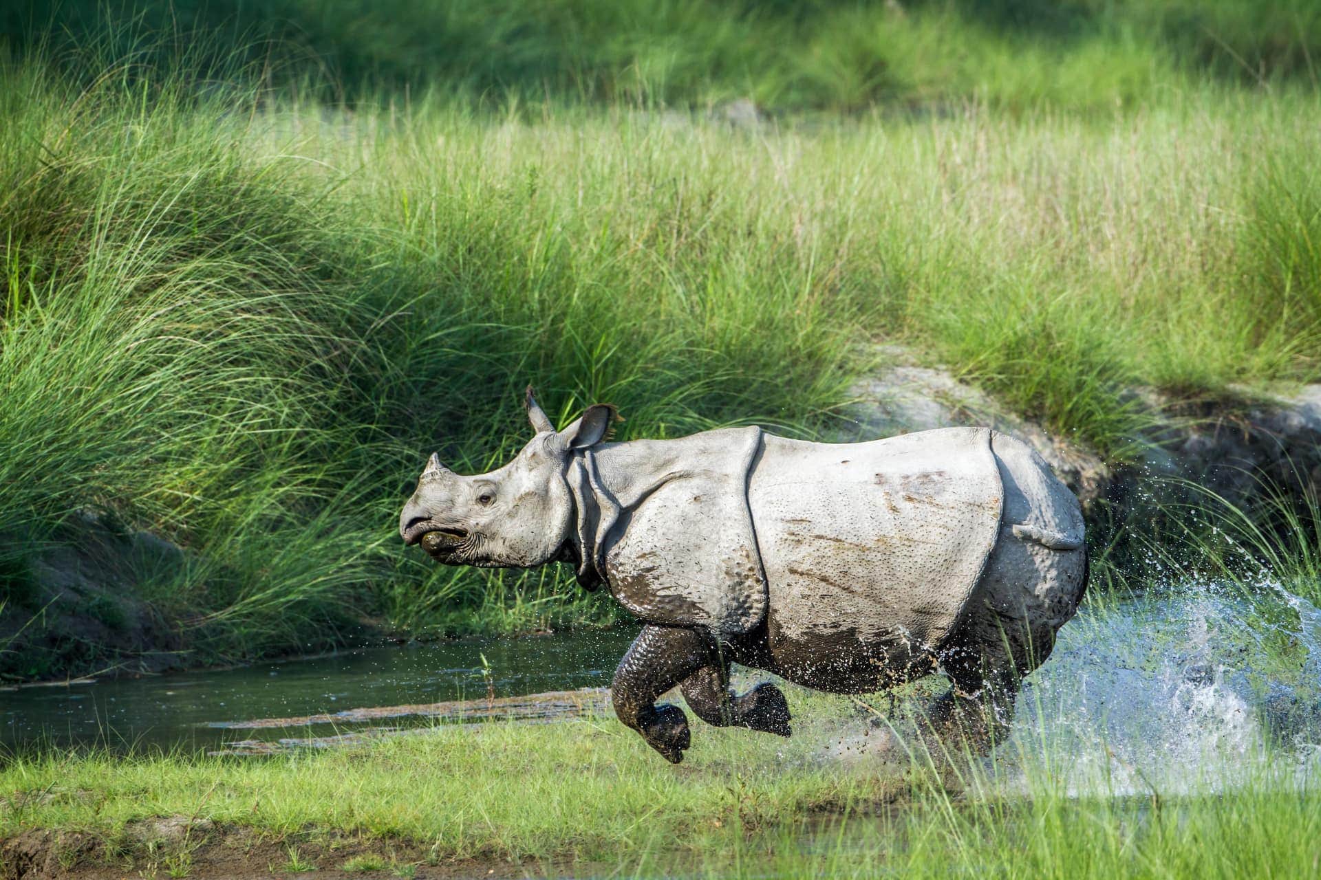 Asian Rhino - Kaziranga National Park, Assam, India Asian Rhino - Kaziranga National Park in Assam, India