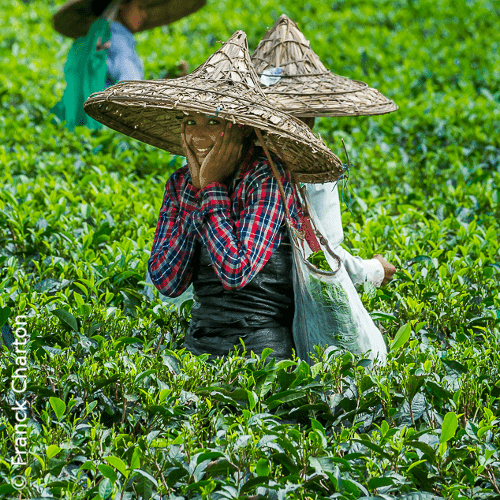 Assam Tea Garden – Tea Tasting Tour in North East India