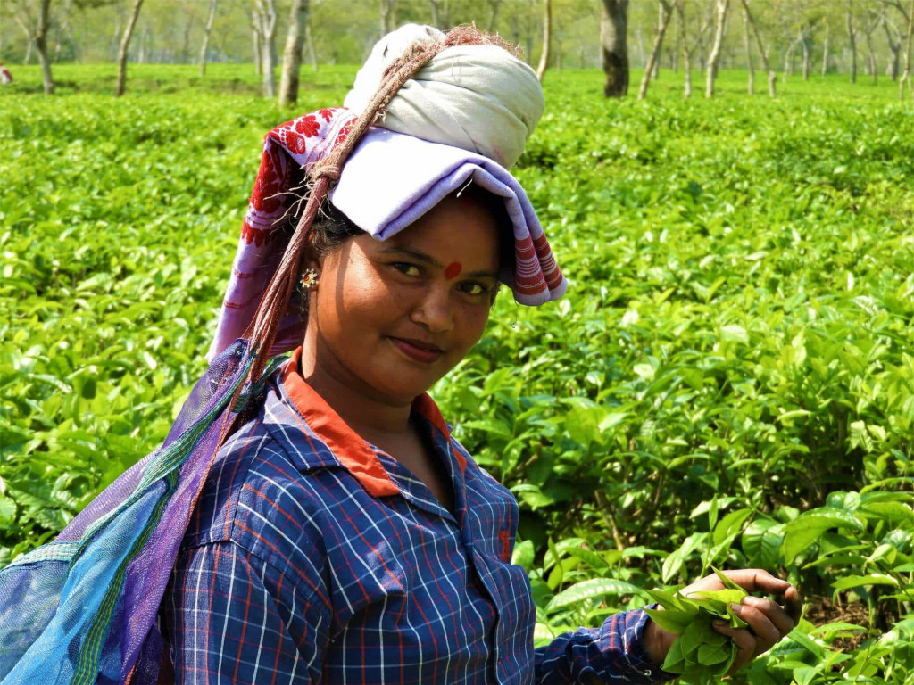 Assam Tea Tour