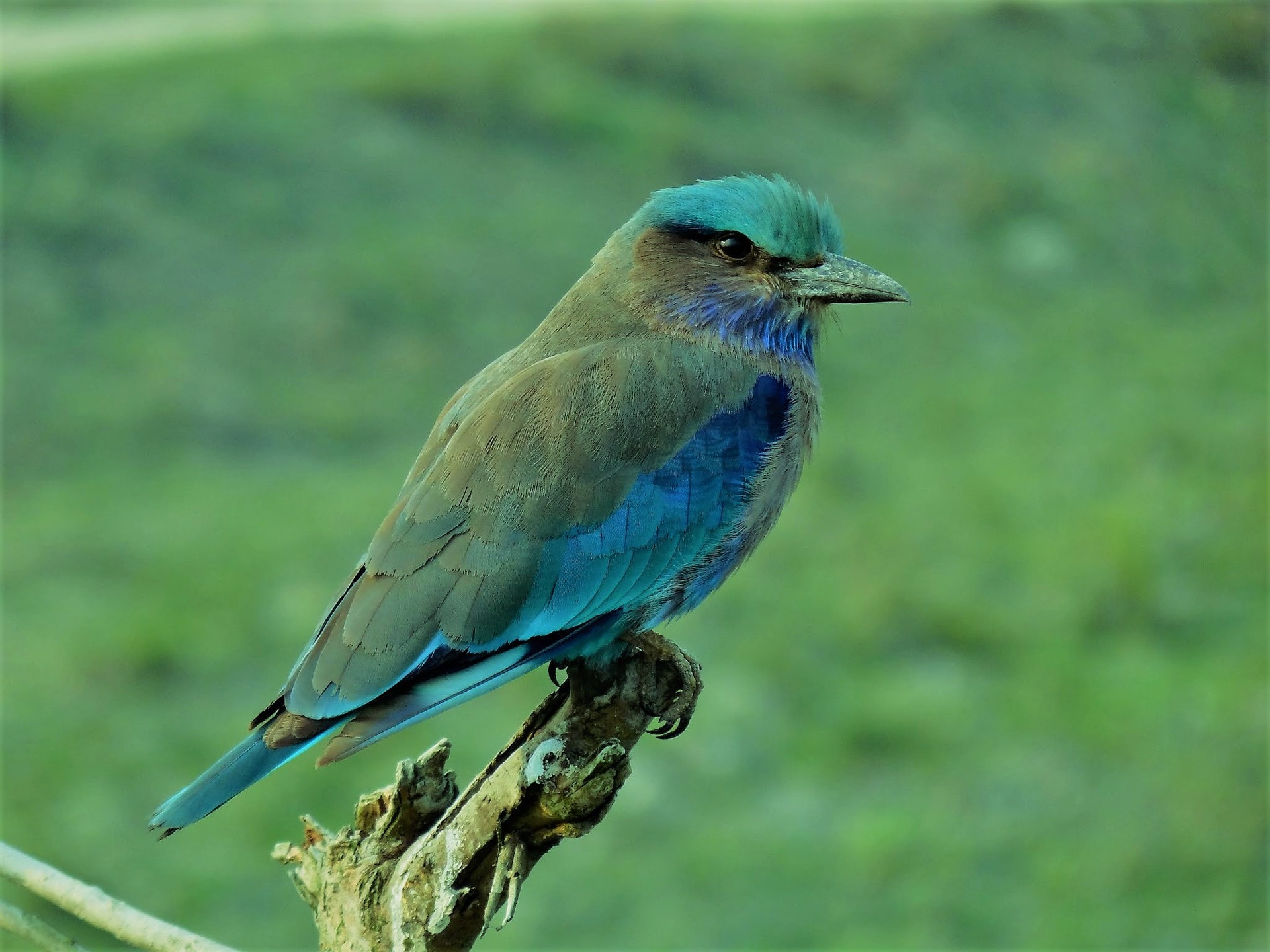 Birdwatchers Paradise
