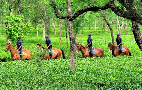 Horse Riding in Assam