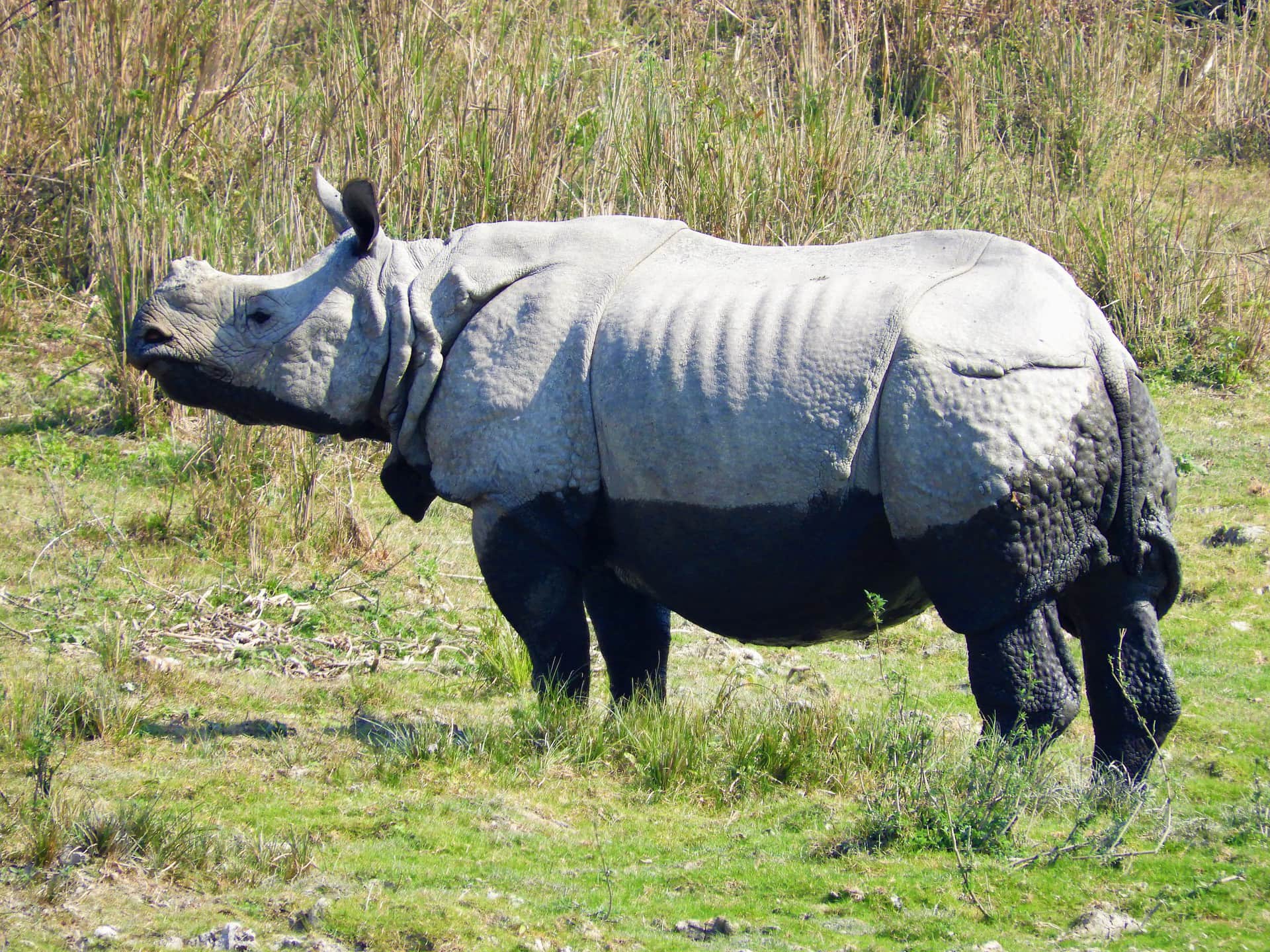 Kaziranga Escapade