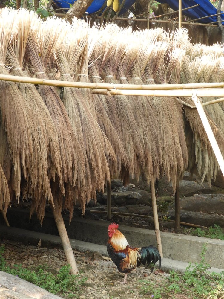 Traditional Broomsticks drying in Mawlynnong, Meghalaya, Northeast India