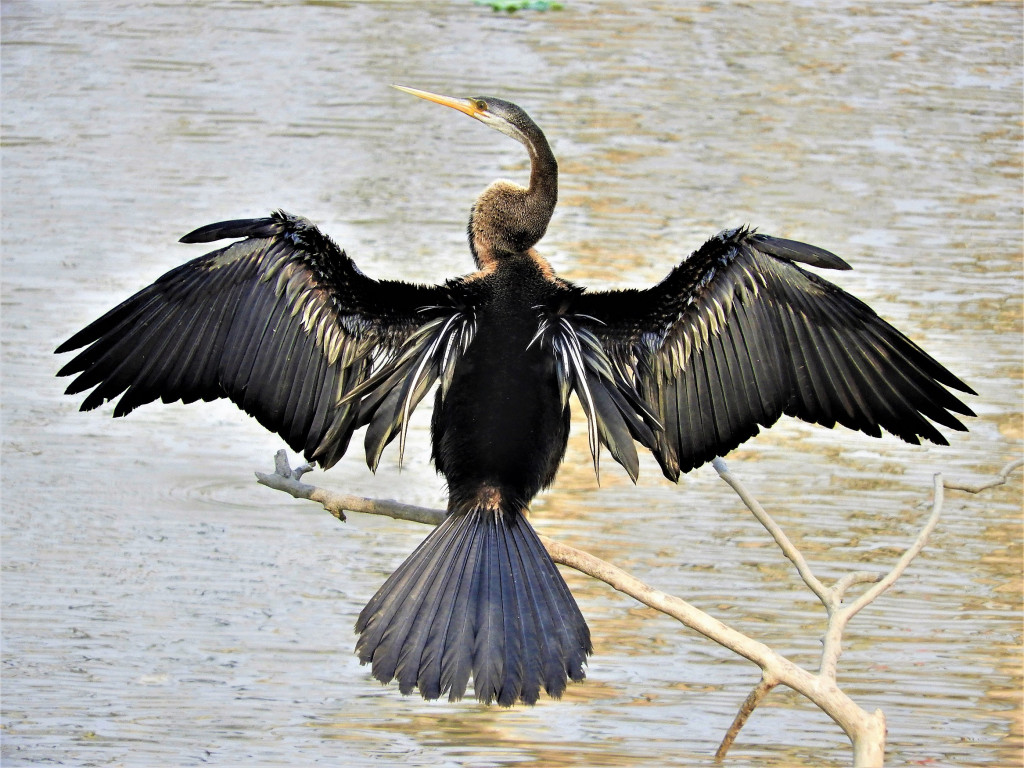 Wild Assam and Arunachal