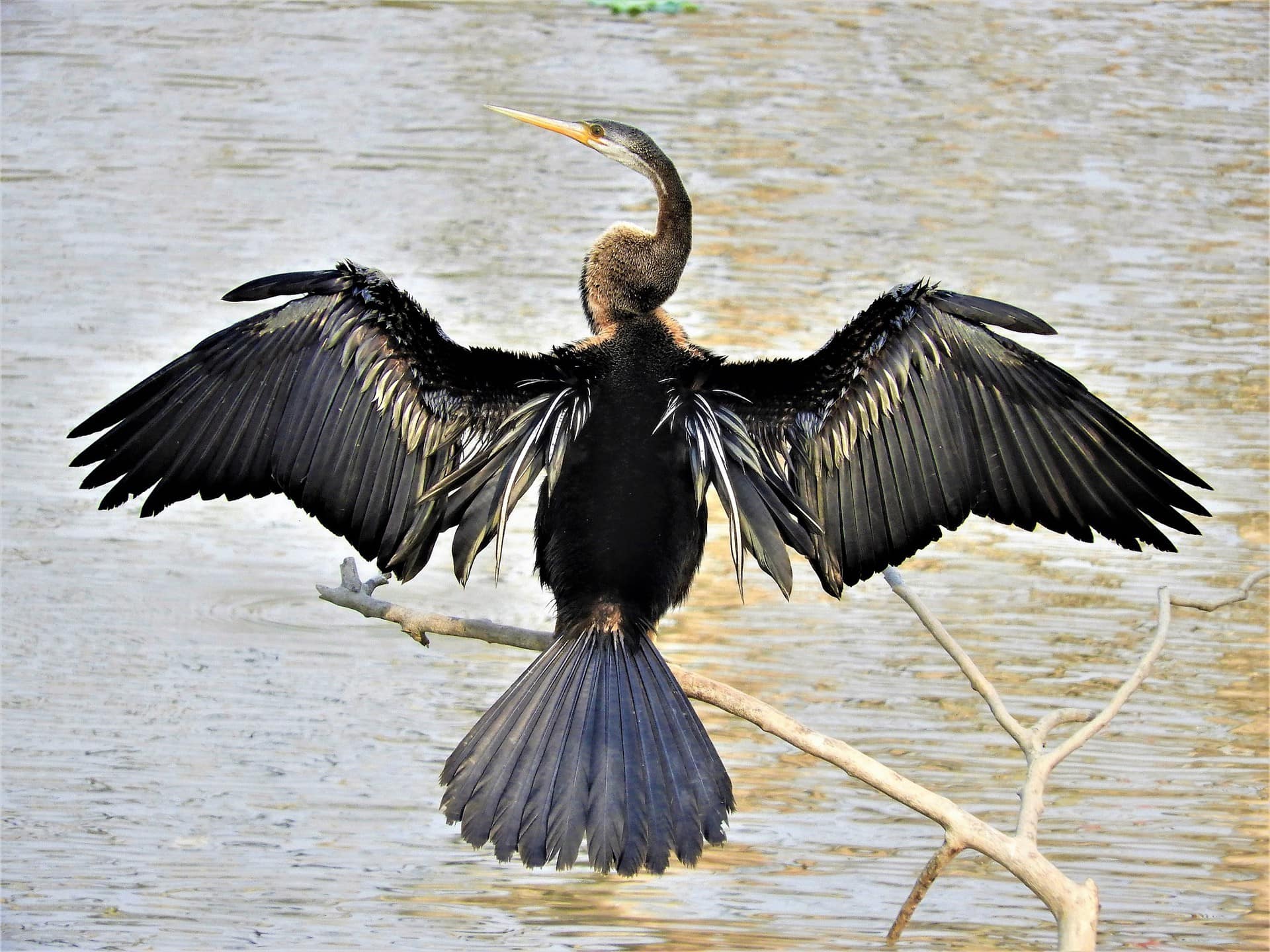 Wild Assam and Arunachal