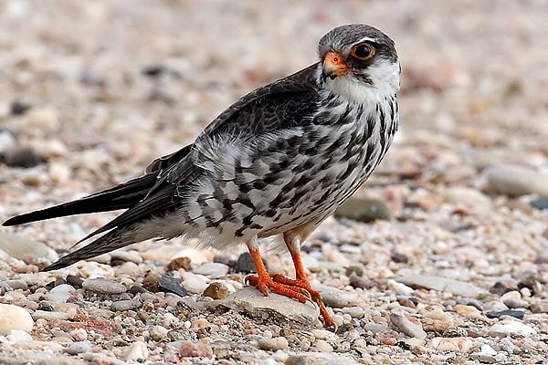 Amur Falcon Walking