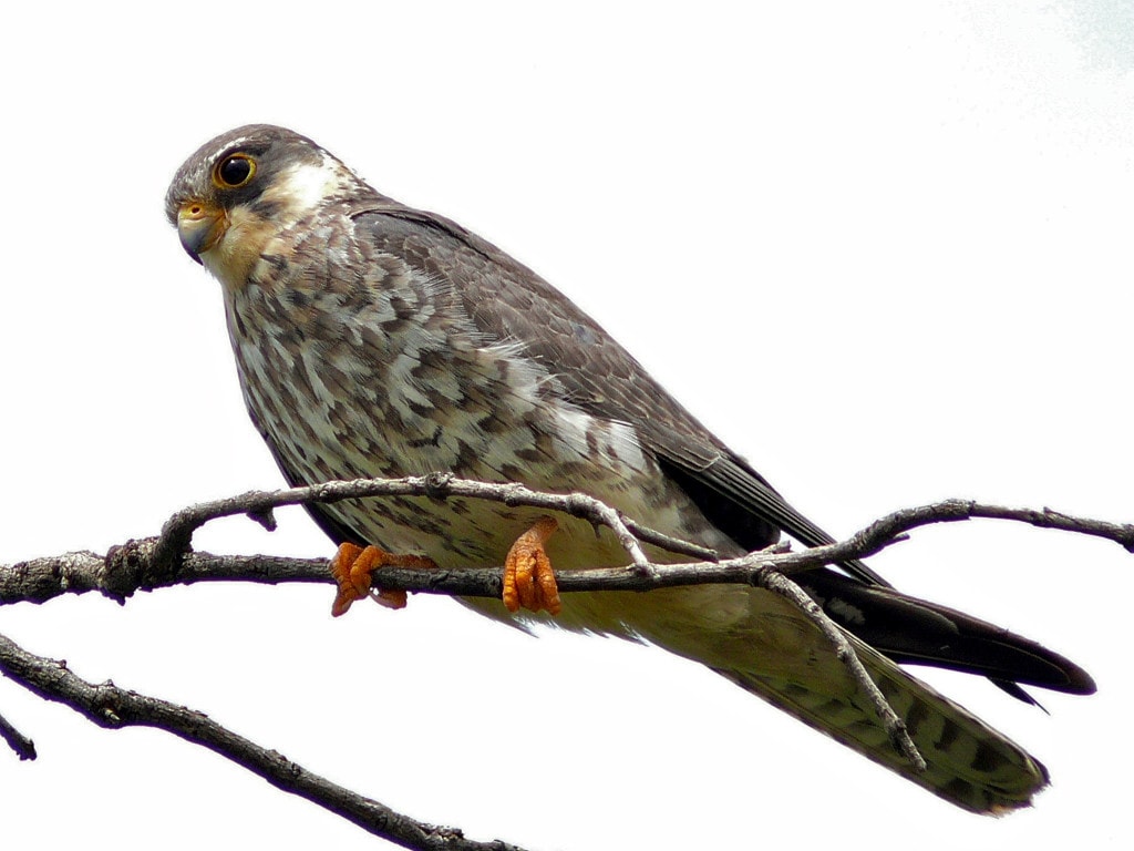 Female Amur Falcon Migration in Nagaland