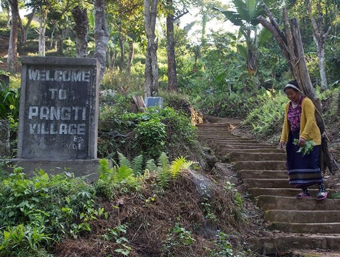 Amur Falcon Migration in Nagaland
