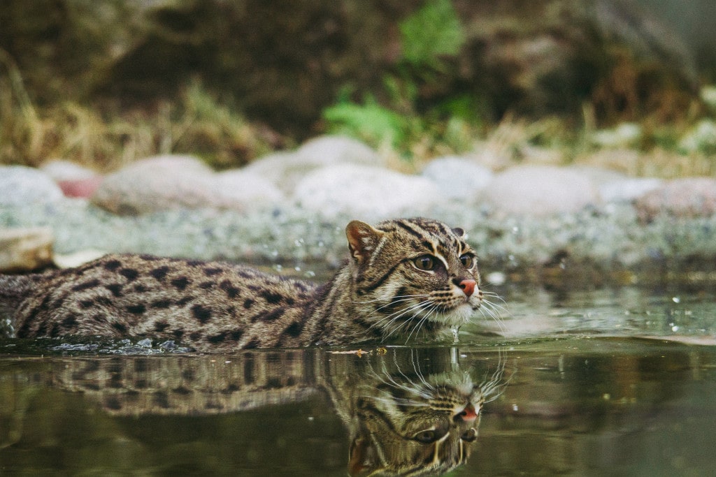 Fishing Cat &amp; Sundarbans Tiger