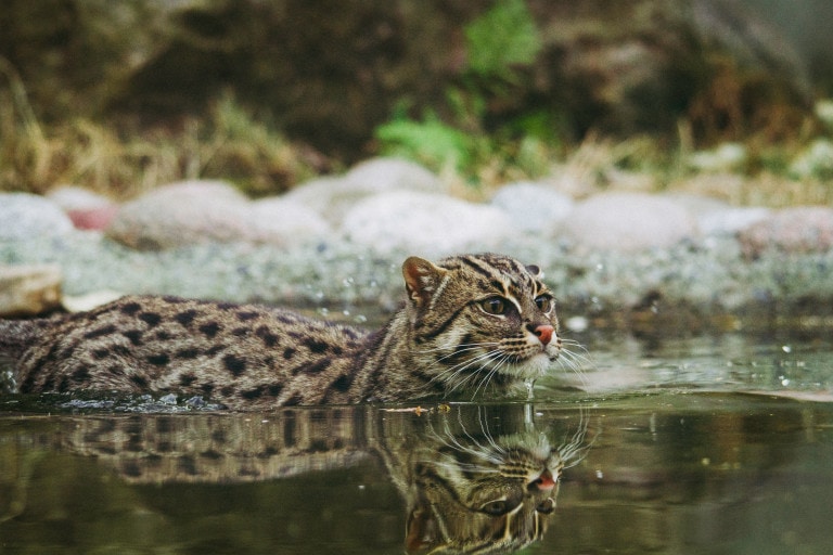 Fishing Cat &amp; Sundarbans Tiger