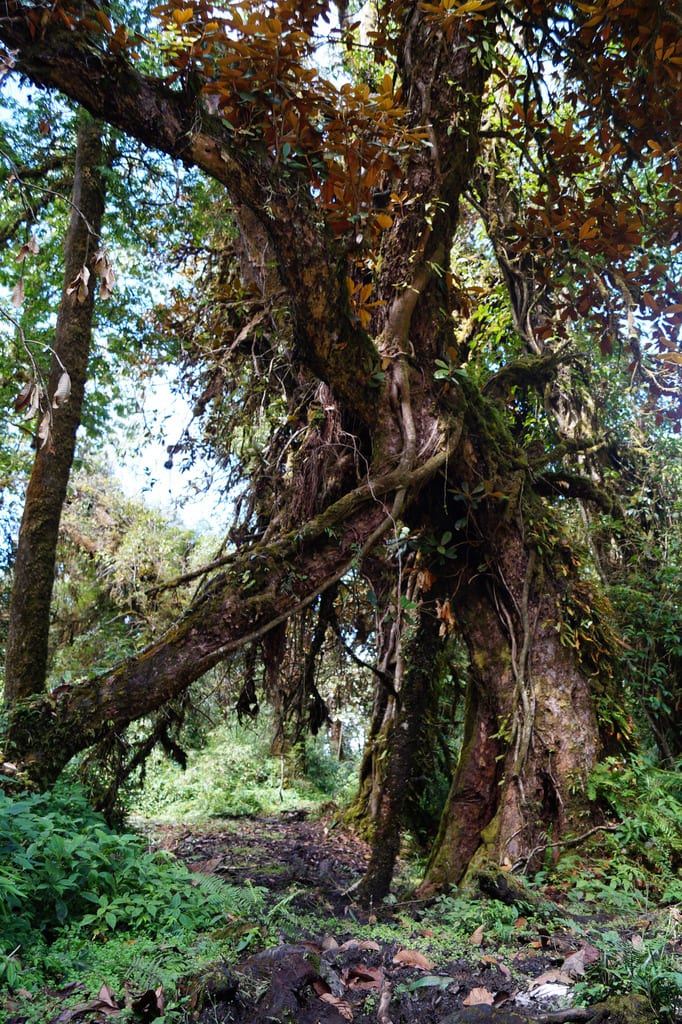 Ancient rhodo at Nyunchak