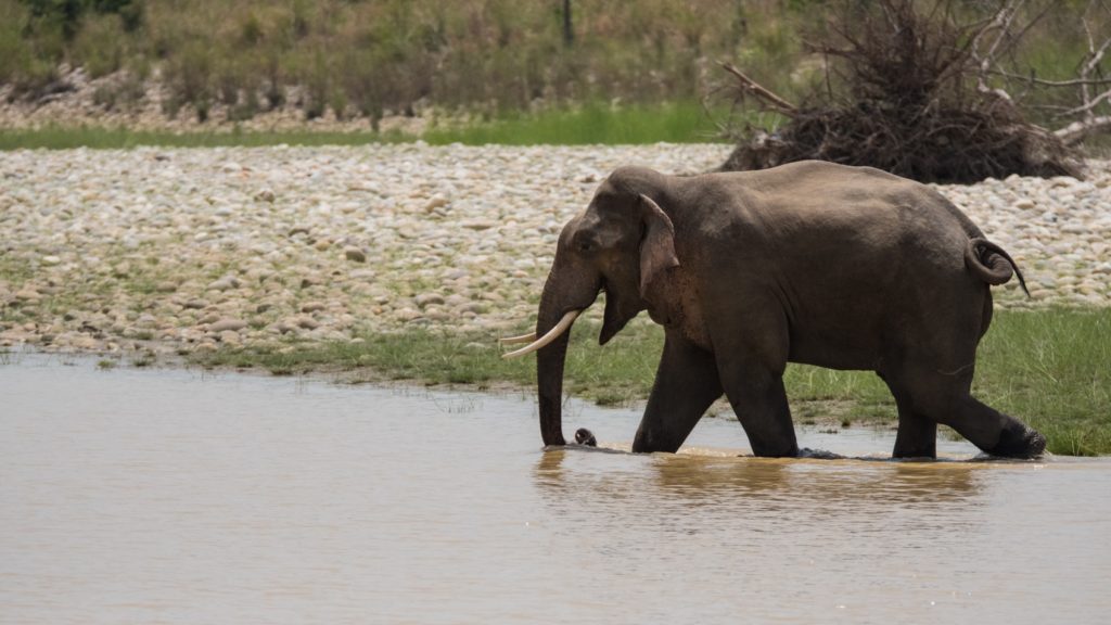 Eléphant d'Inde au Parc National de Bardia, Népal