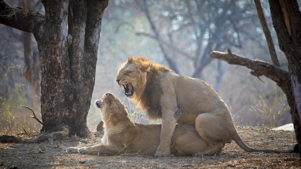 Lions asiatiques qui s'accouplent au Gir National Park, Gujarat
