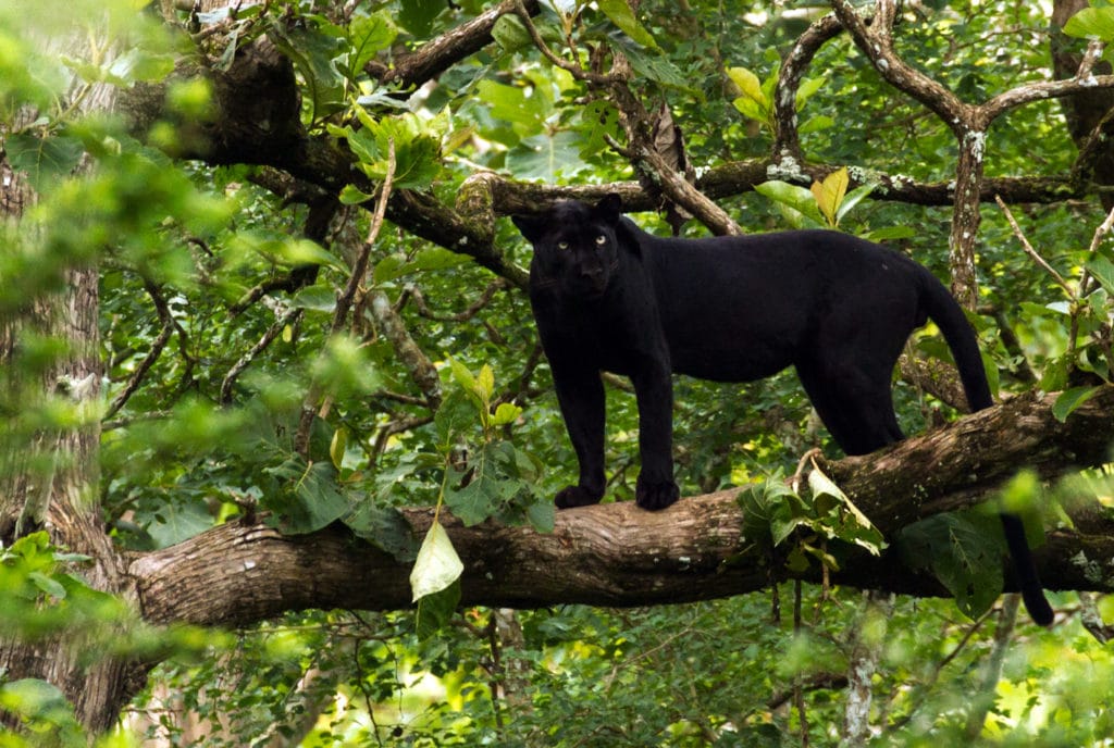 Wild Karnataka: In Search of Saya, the Black Panther