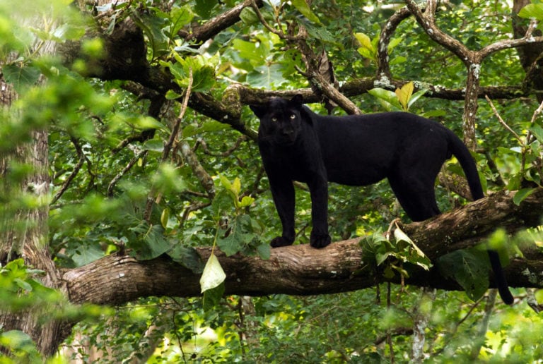 Wild Karnataka: In Search of Saya, the Black Panther