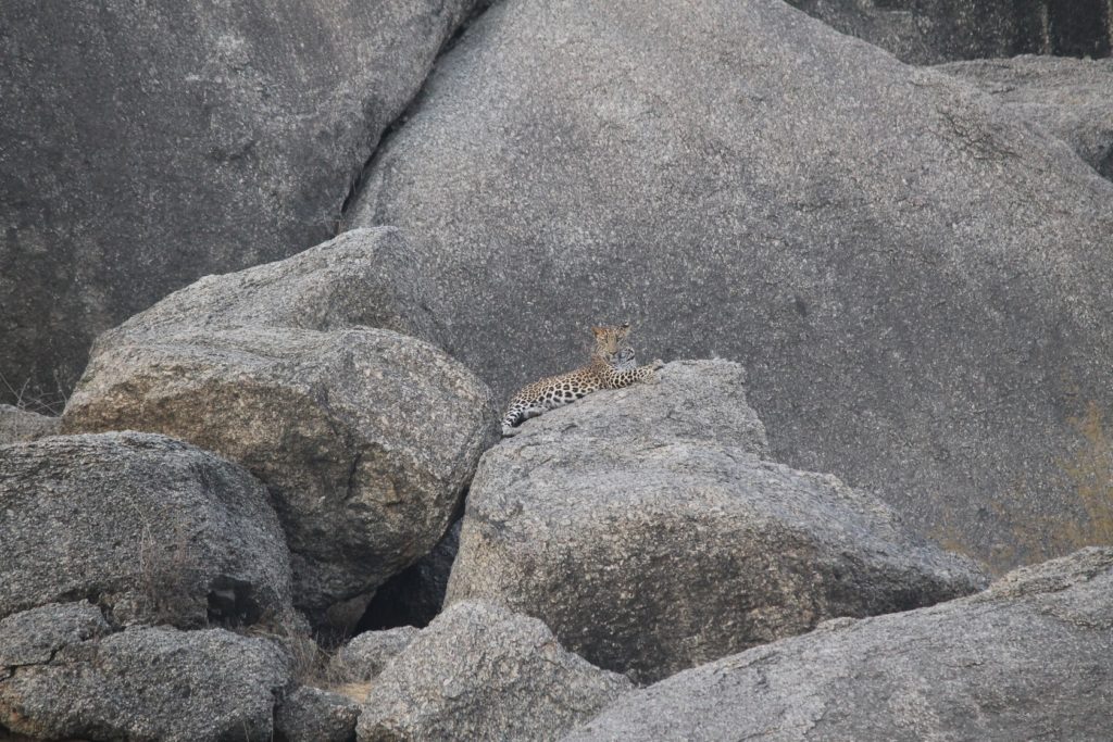 Léopard sur une roche à Bera au Rajathan