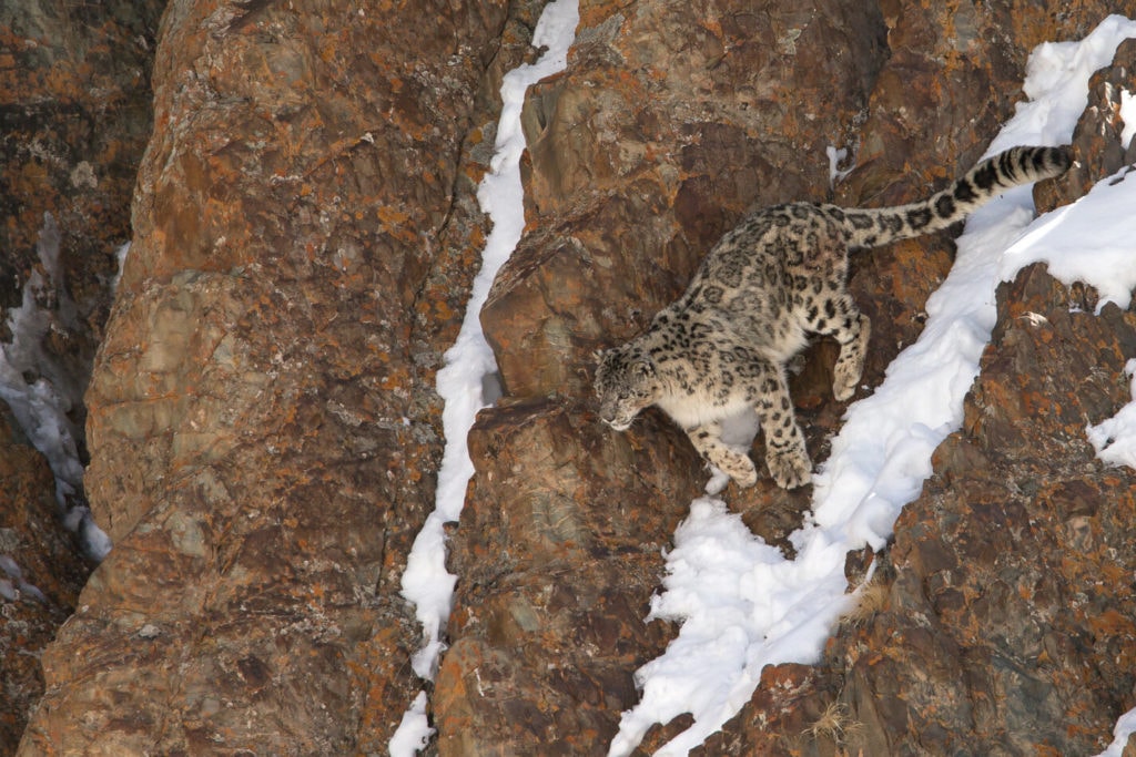 Snow Leopard and Himalayan Brown Bear