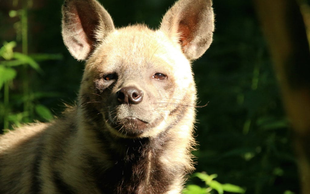 Hyène Rayée de face au Blackbuck National Park, Gujarat