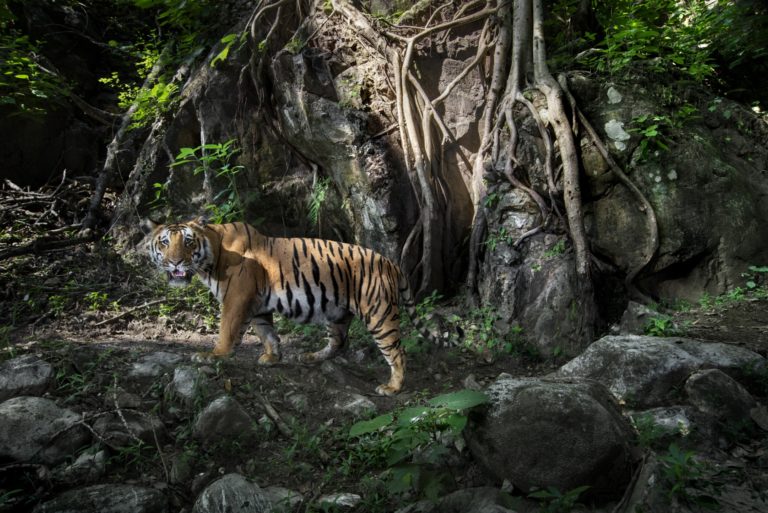 Nepal India Wildlife Safari : Track the Tiger in Corbett, Bardia and Chitwan