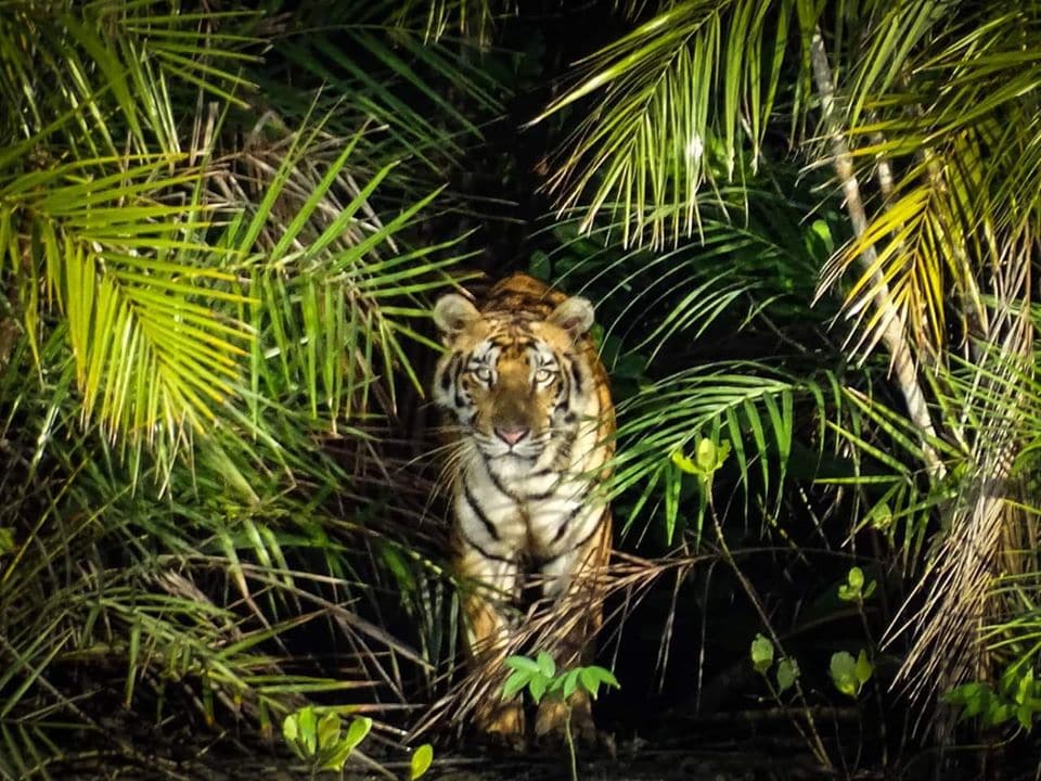 Tigre au Parc National des Sundarbans