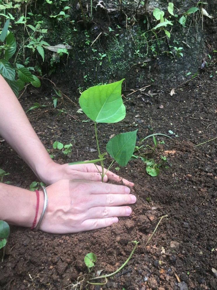 Plantation d'un arbre
